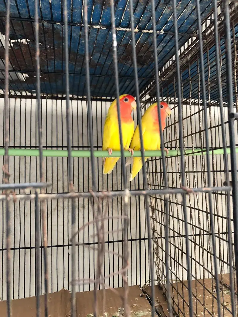lotino abilo red eye Love birds — photo 2