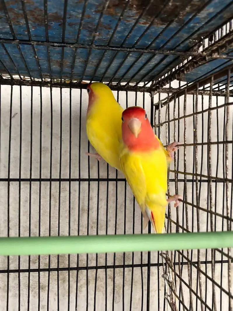 lotino abilo red eye Love birds — photo 3