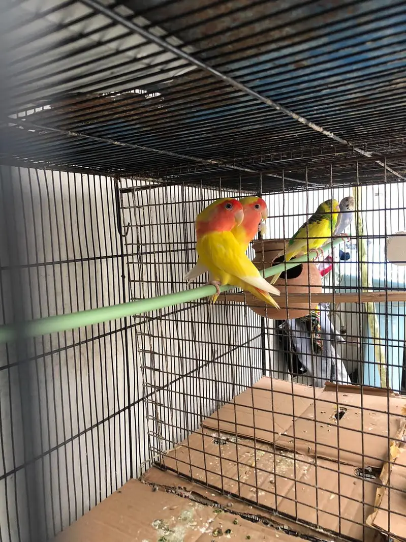 lotino abilo red eye Love birds — photo 4