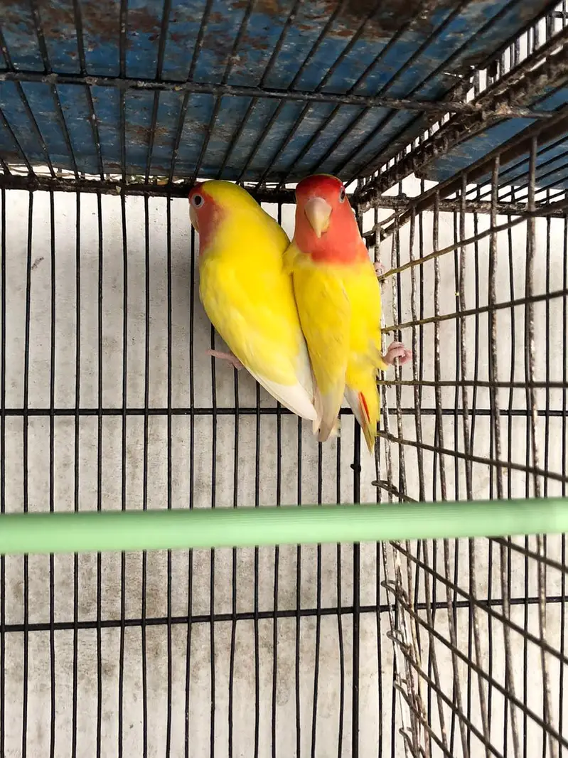 lotino abilo red eye Love birds — photo 5