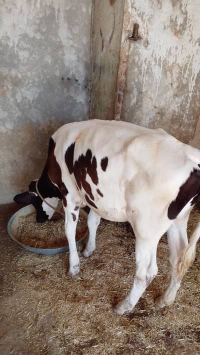 cow farme for sell with