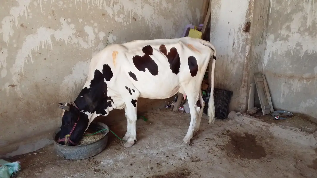 cow farme for sell with — photo 2