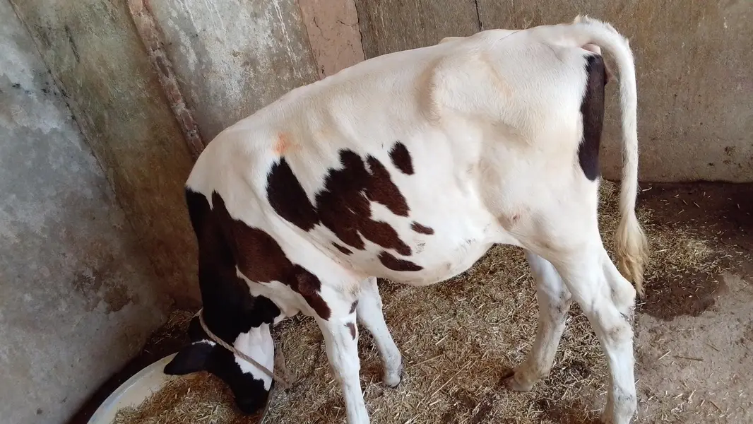 cow farme for sell with — photo 3