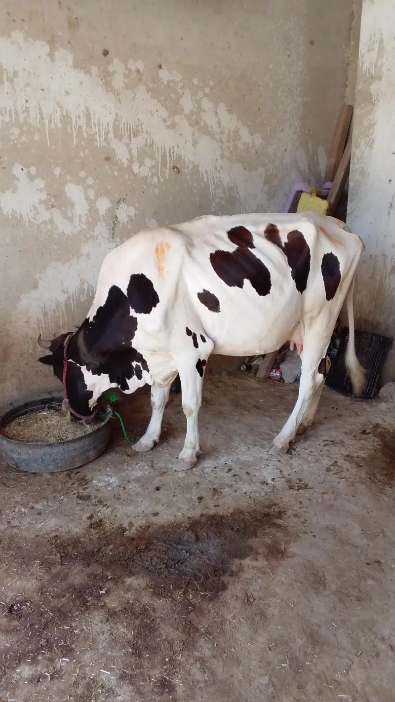 cow farme for sell with — photo 4