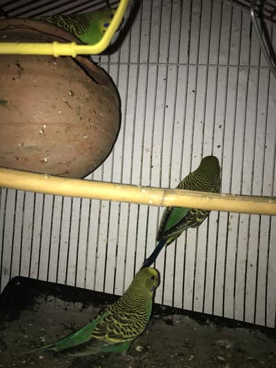Budgies