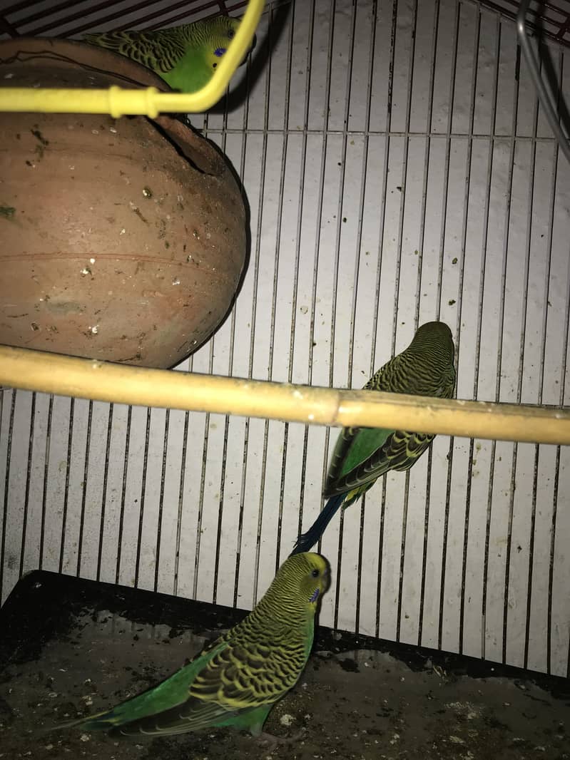 Budgies 0