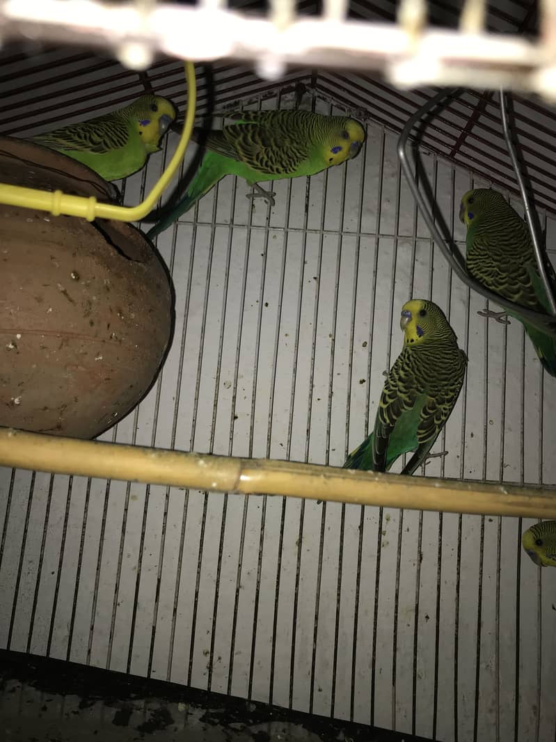 Budgies 1