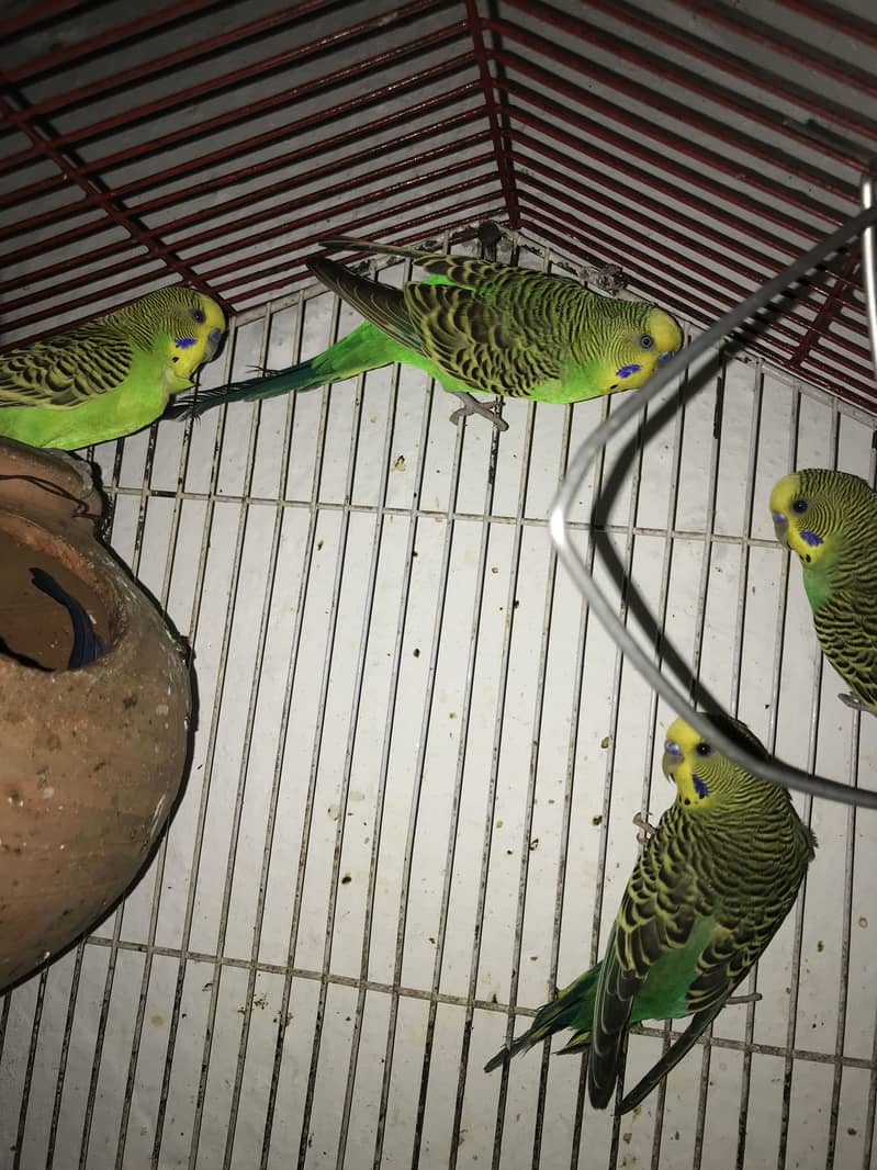 Budgies 2