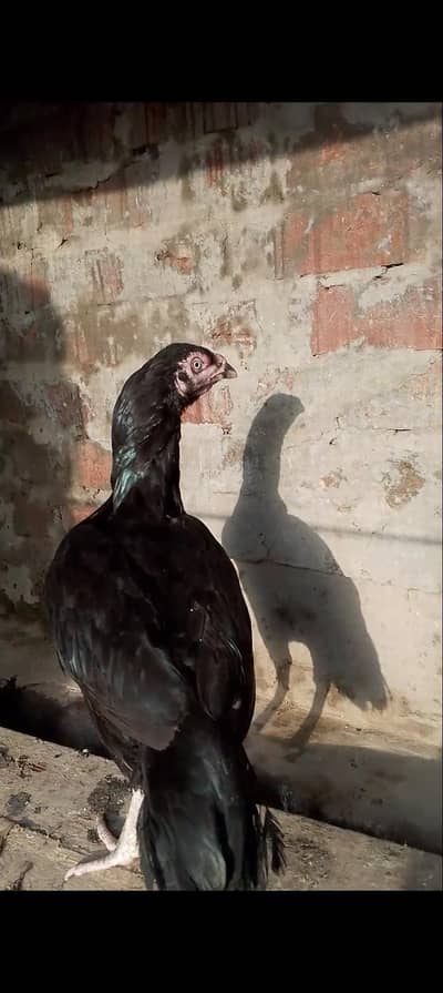 black aseel hen