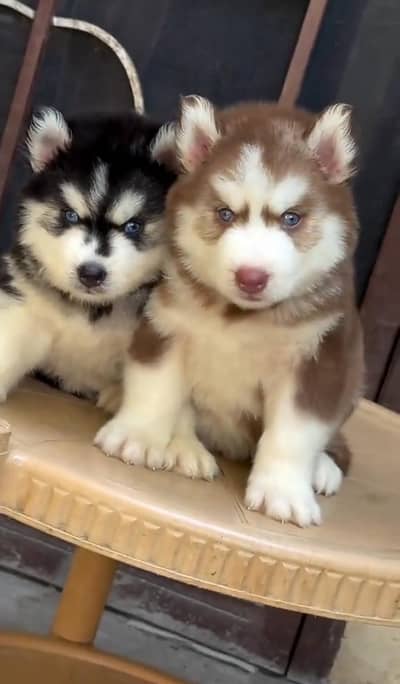 Siberian husky fore sale