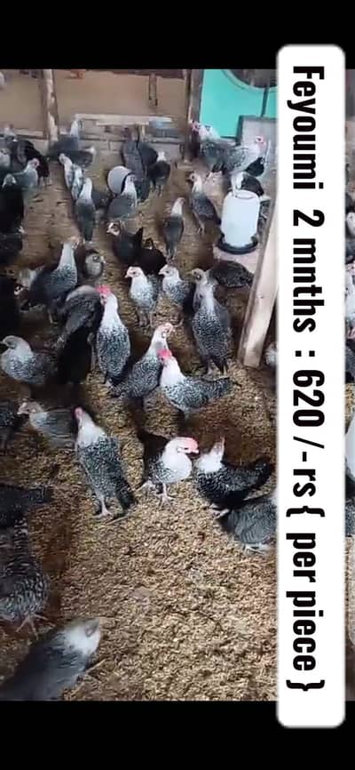 Feyoumi / black australorp / Golden misri/ Egg laying hens/ chicks