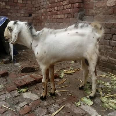 Desi bakra