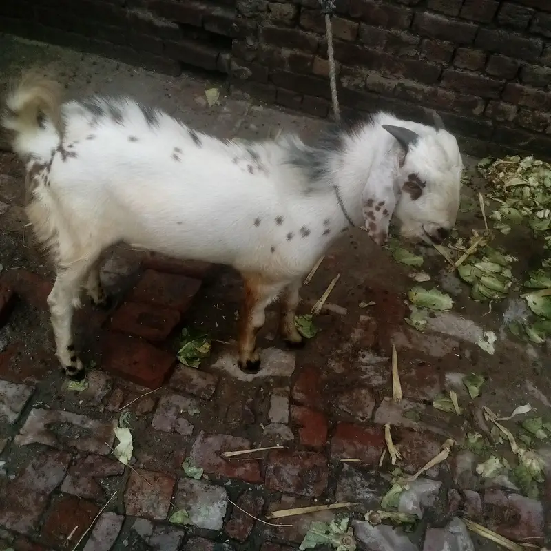 Desi bakra — photo 3