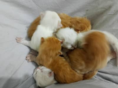Persian kittens for sale