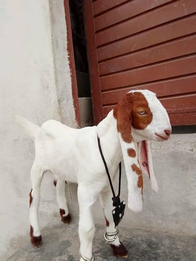 bakri Ka bacha kamori pure nsl Ka 1.5 month ka hai 03156630361