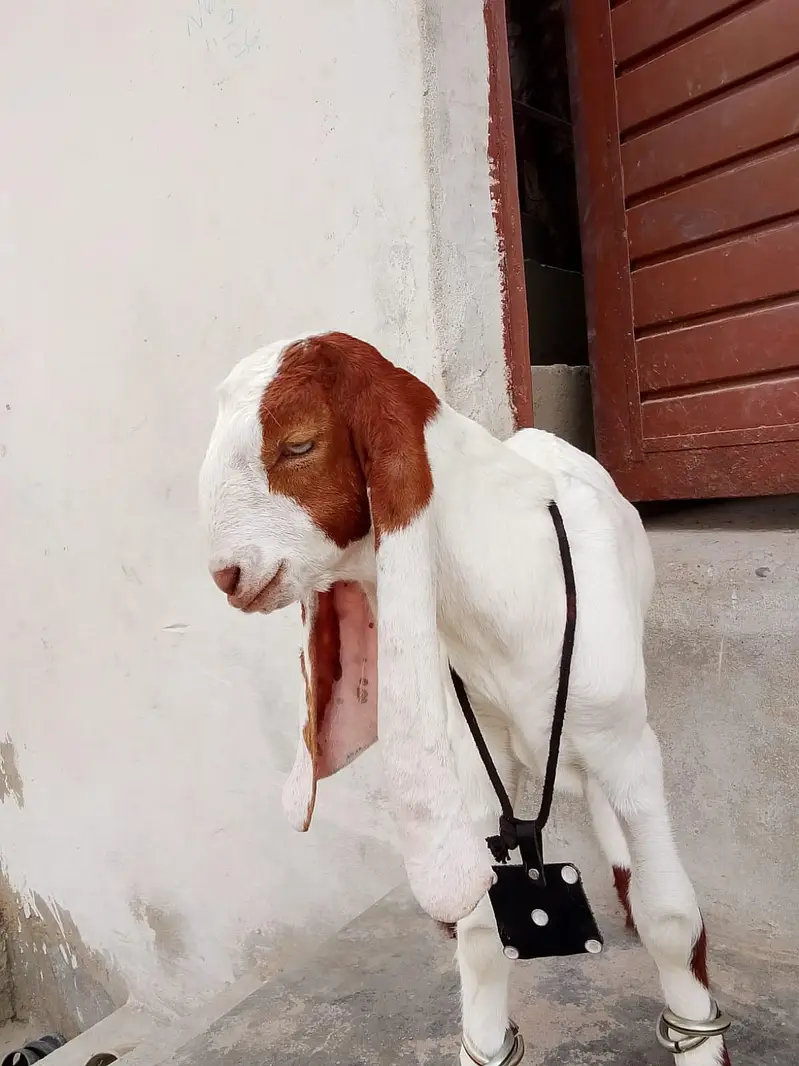 bakri Ka bacha kamori pure nsl Ka 1.5 month ka hai 03156630361 — photo 2