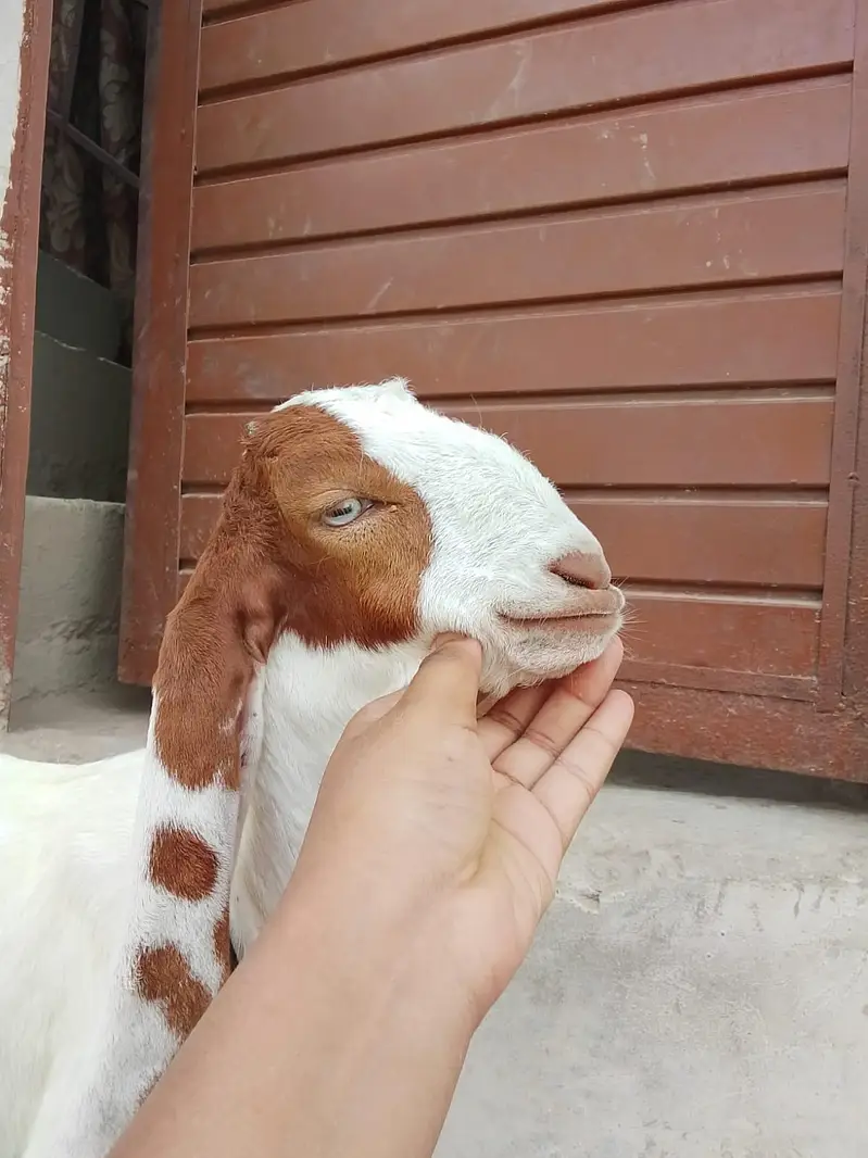 bakri Ka bacha kamori pure nsl Ka 1.5 month ka hai 03156630361 — photo 3