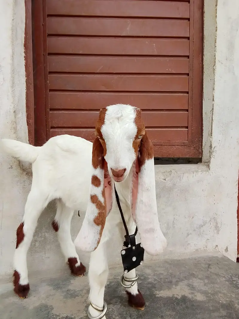 bakri Ka bacha kamori pure nsl Ka 1.5 month ka hai 03156630361 — photo 4