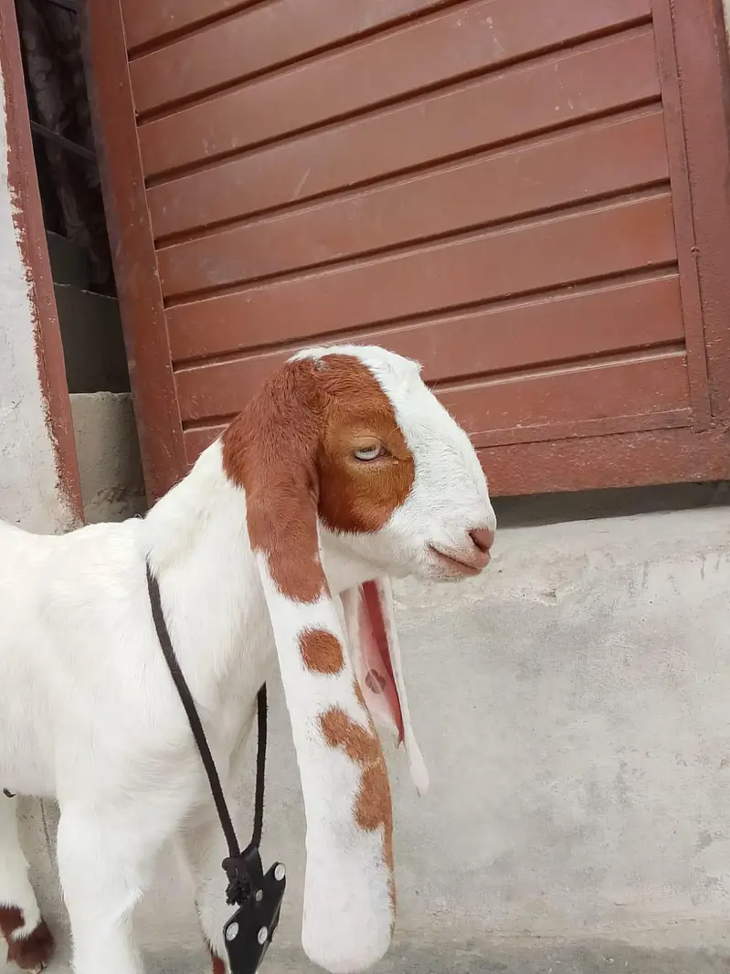 bakri Ka bacha kamori pure nsl Ka 1.5 month ka hai 03156630361 — photo 5