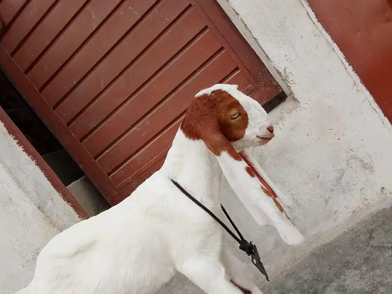 bakri Ka bacha kamori pure nsl Ka 1.5 month ka hai 03156630361 — photo 6