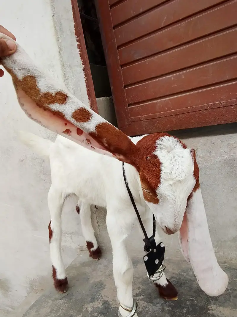 bakri Ka bacha kamori pure nsl Ka 1.5 month ka hai 03156630361 — photo 9