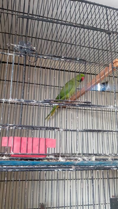 Green parrot