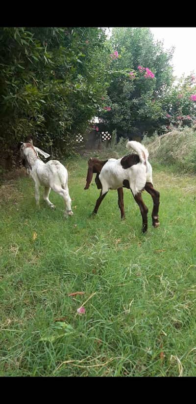 2 bakra jori
