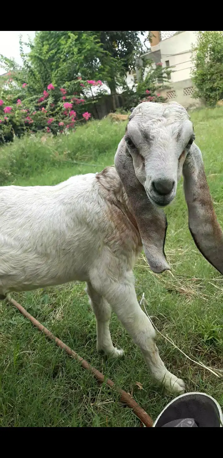 2 bakra jori — photo 2