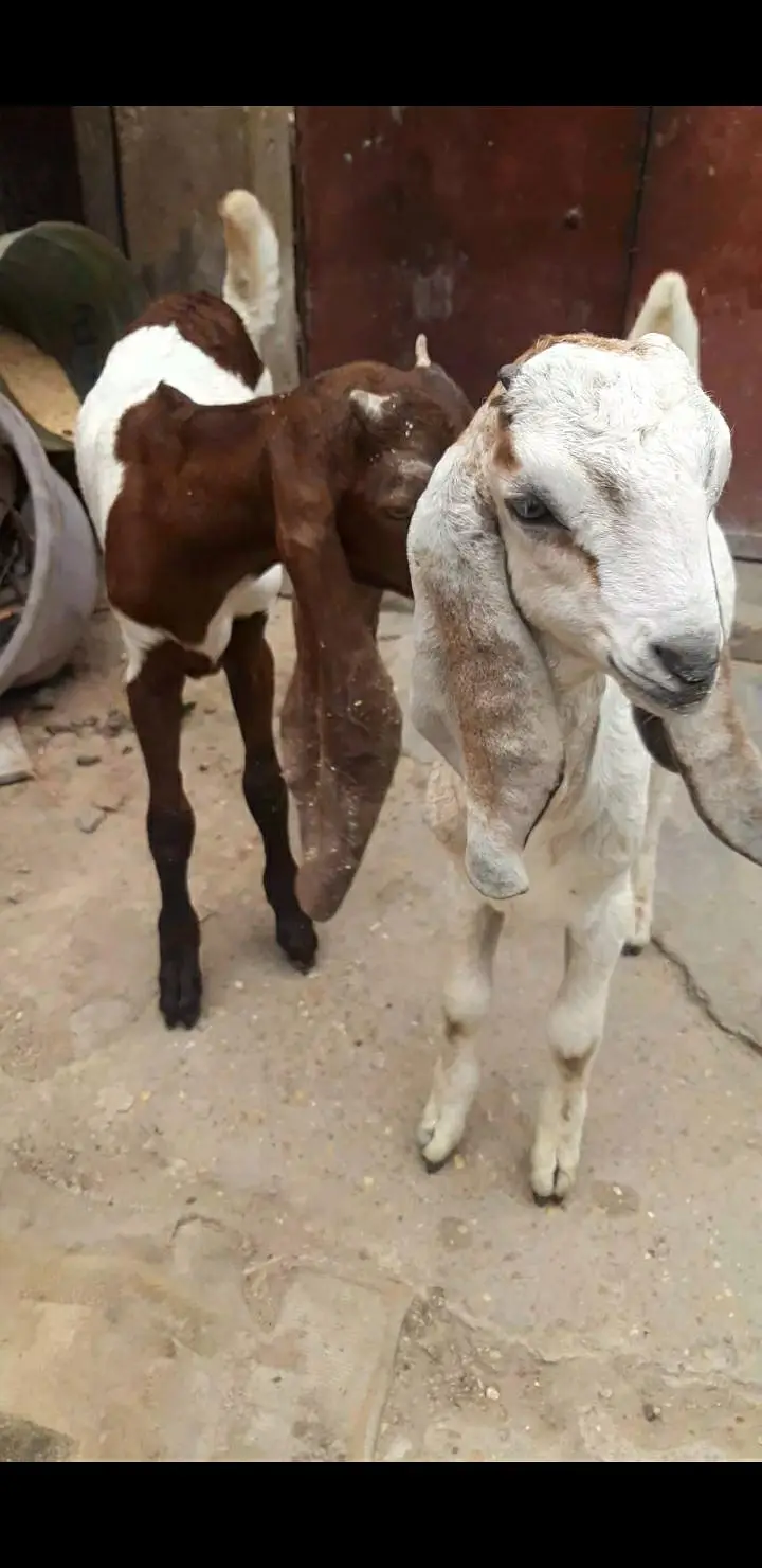 2 bakra jori — photo 3
