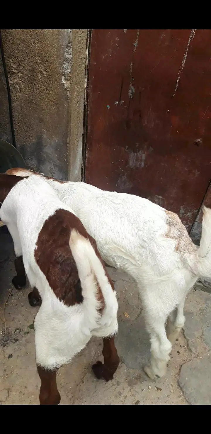 2 bakra jori — photo 4