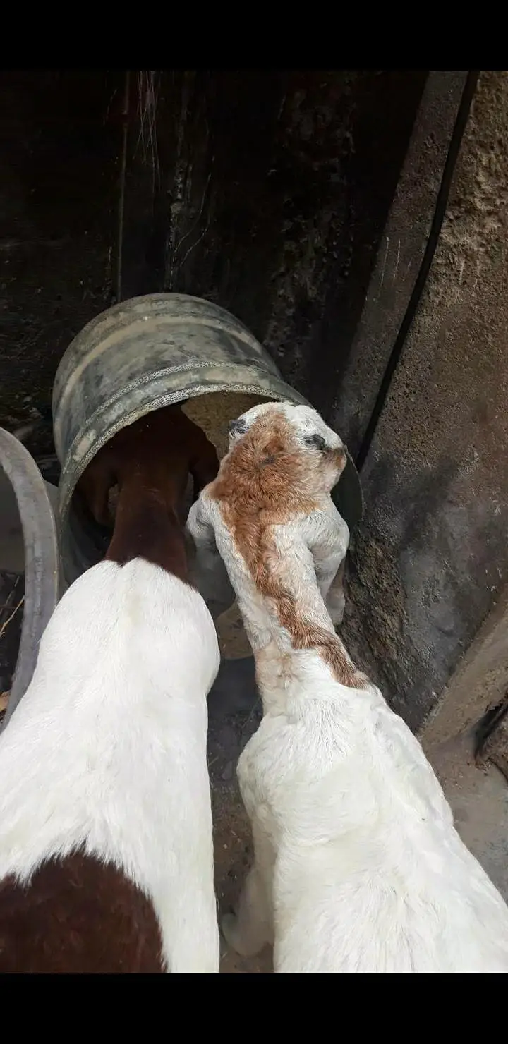 2 bakra jori — photo 5