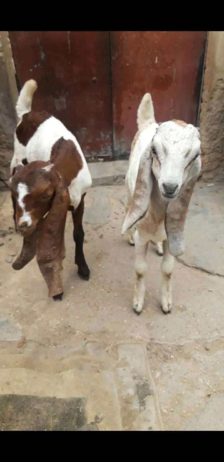 2 bakra jori — photo 6