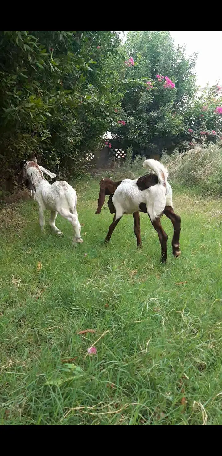 2 bakra jori — photo 9