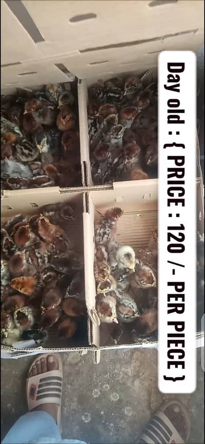 Day old chicks | Golden misri | Autralop | RIR | feyoumi | egg laying