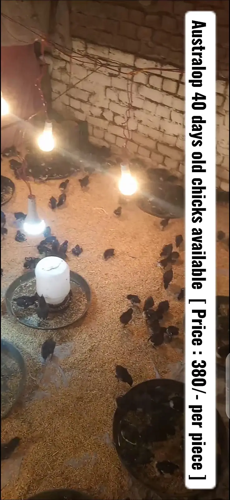 Day old chicks | Golden misri | Autralop | RIR | feyoumi | egg laying — photo 2