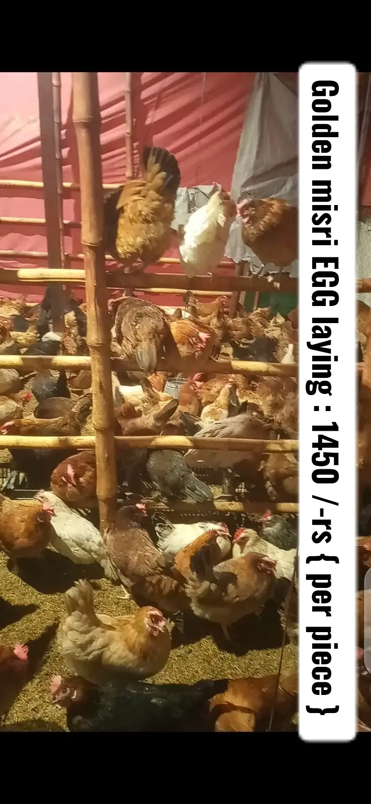 Day old chicks | Golden misri | Autralop | RIR | feyoumi | egg laying — photo 3
