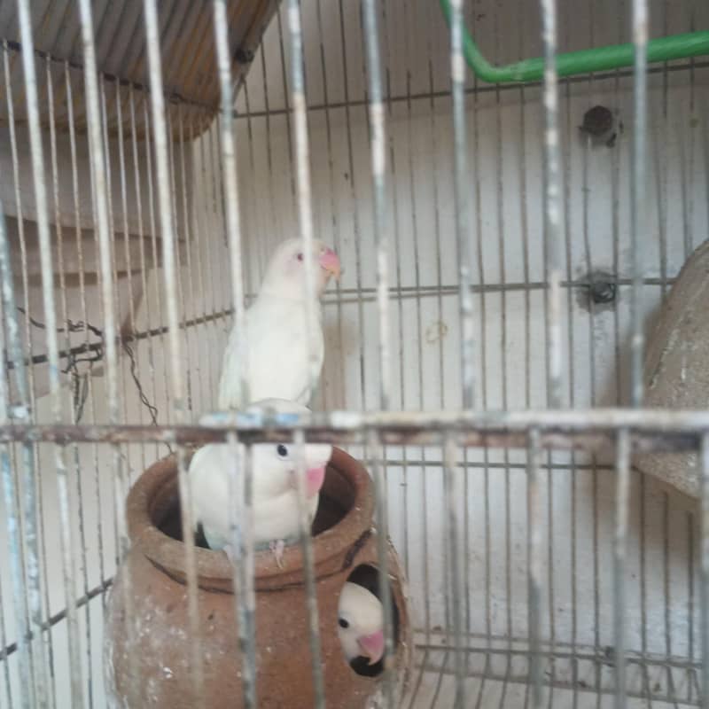 birds 0