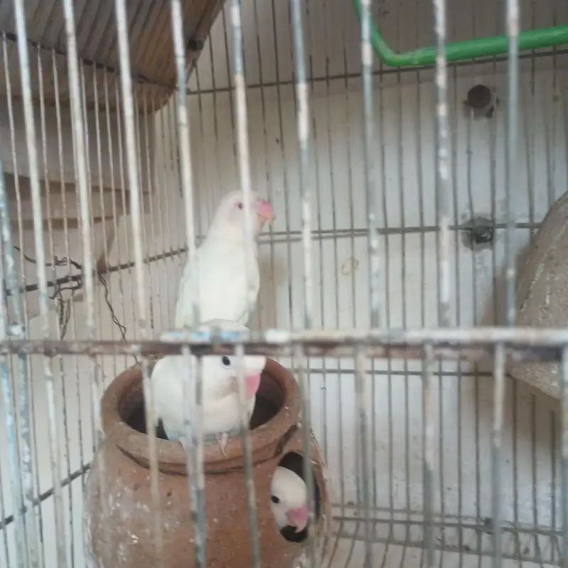 birds