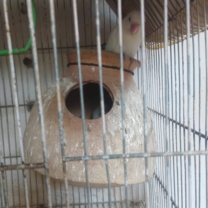 birds 1
