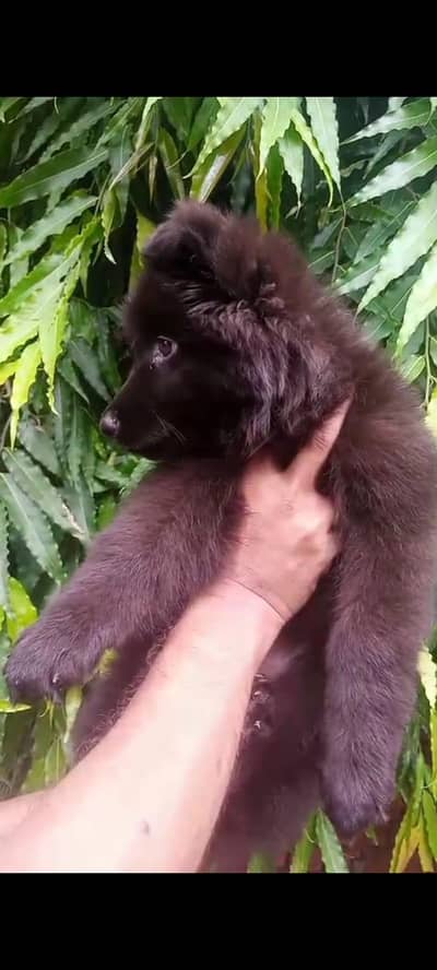 Black Female Puppy For Sale