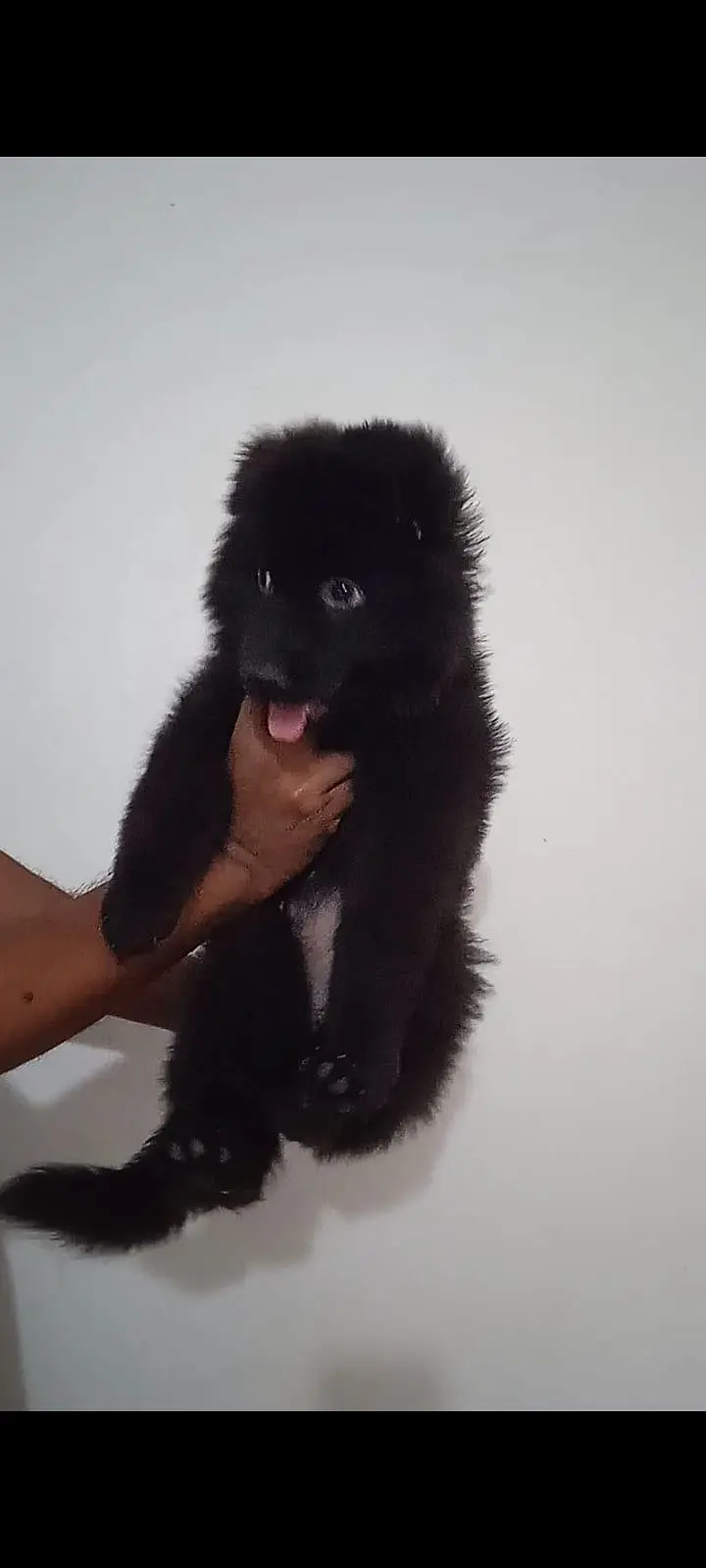 Black Female Puppy For Sale — photo 2
