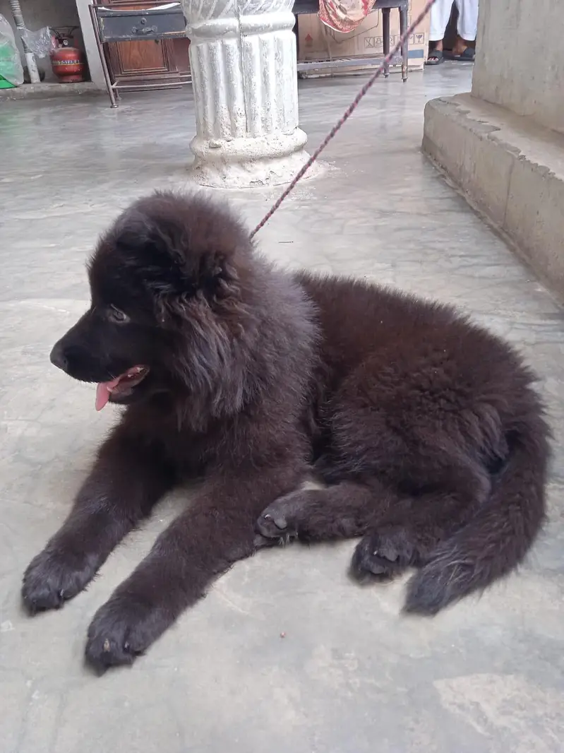 Black Female Puppy For Sale — photo 3