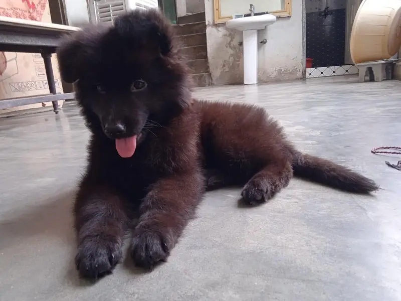 Black Female Puppy For Sale — photo 4