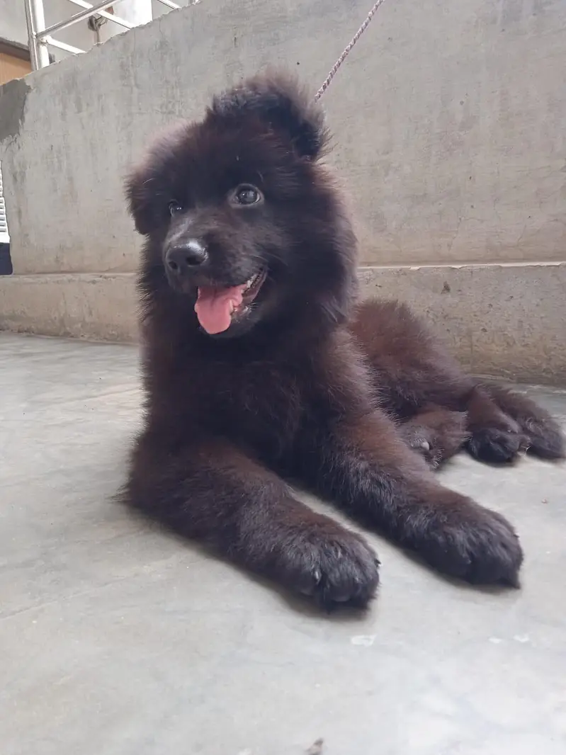 Black Female Puppy For Sale — photo 5