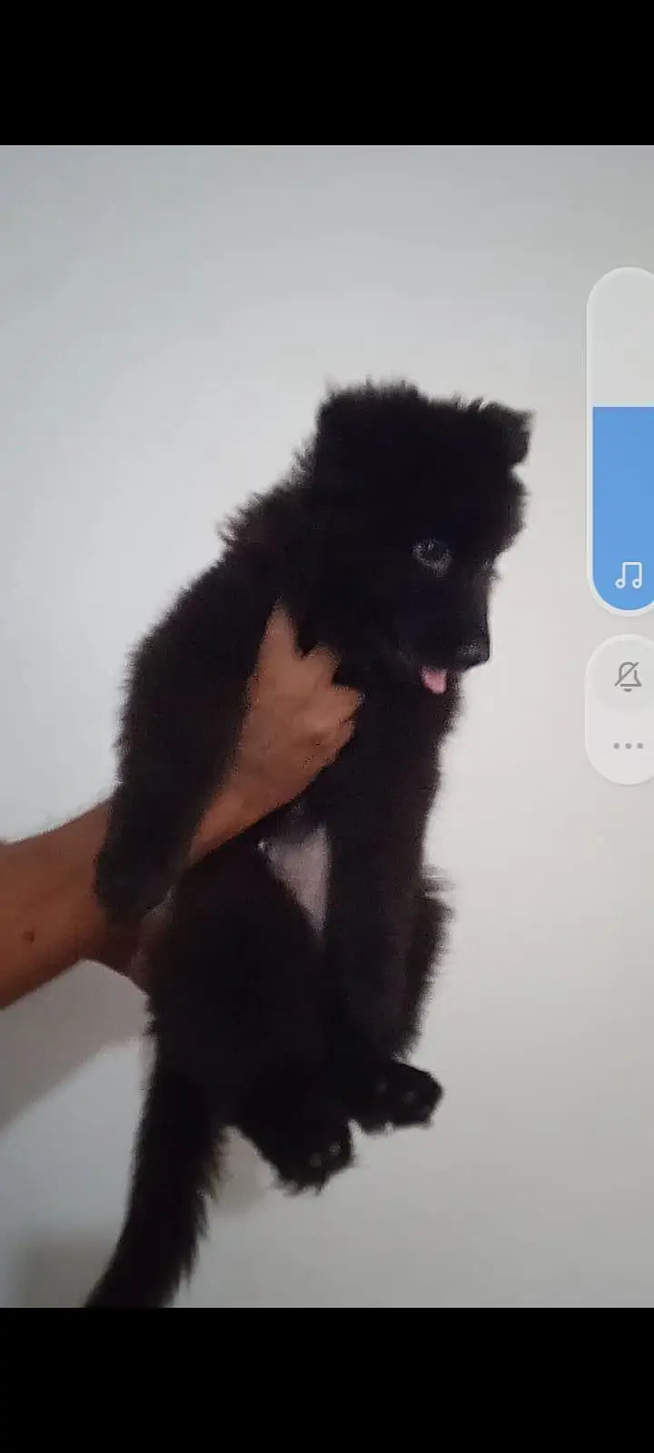 Black Female Puppy For Sale — photo 6