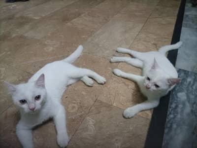 white kittens