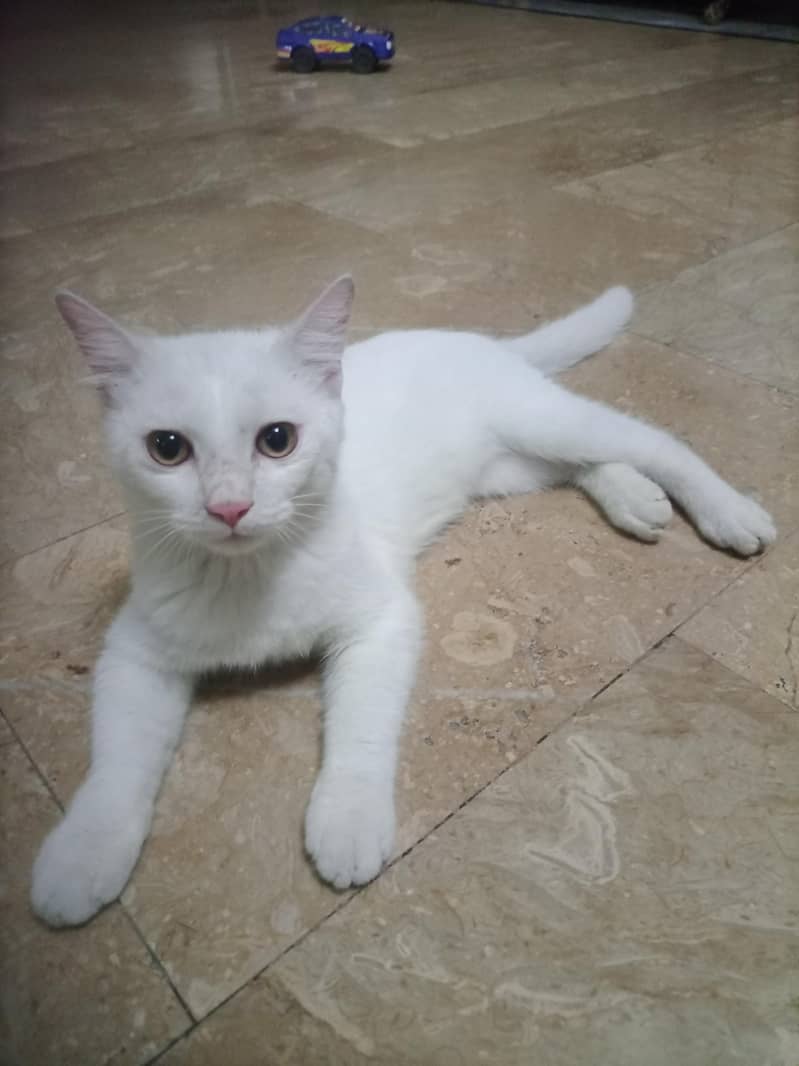 white kittens 1