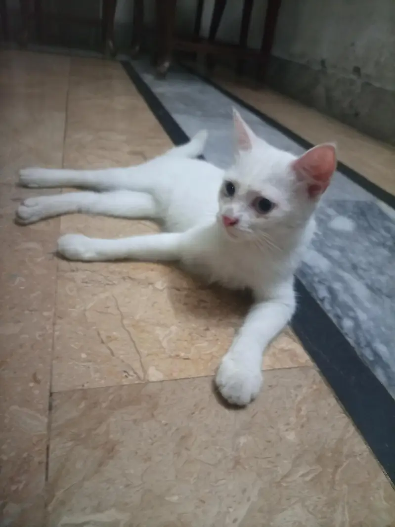 white kittens — photo 3
