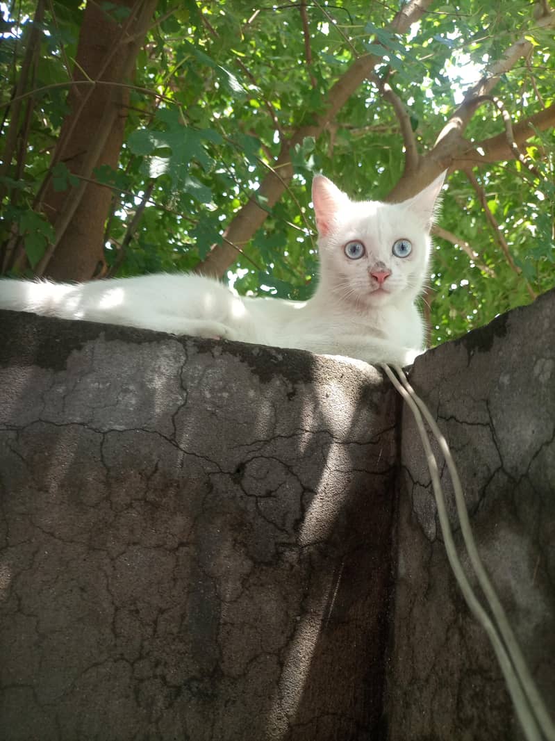 white kittens 3