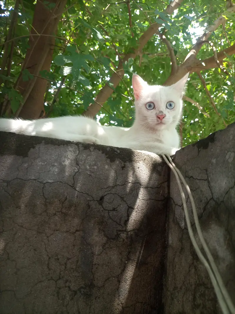 white kittens — photo 4